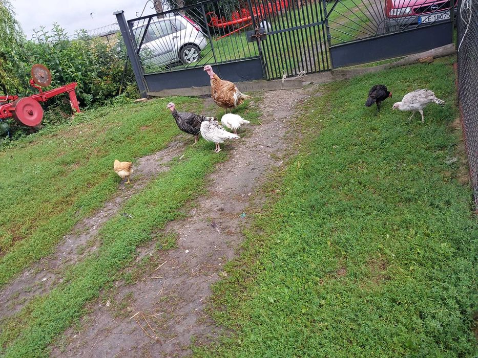 Sprzedam  Indyczke i indyka