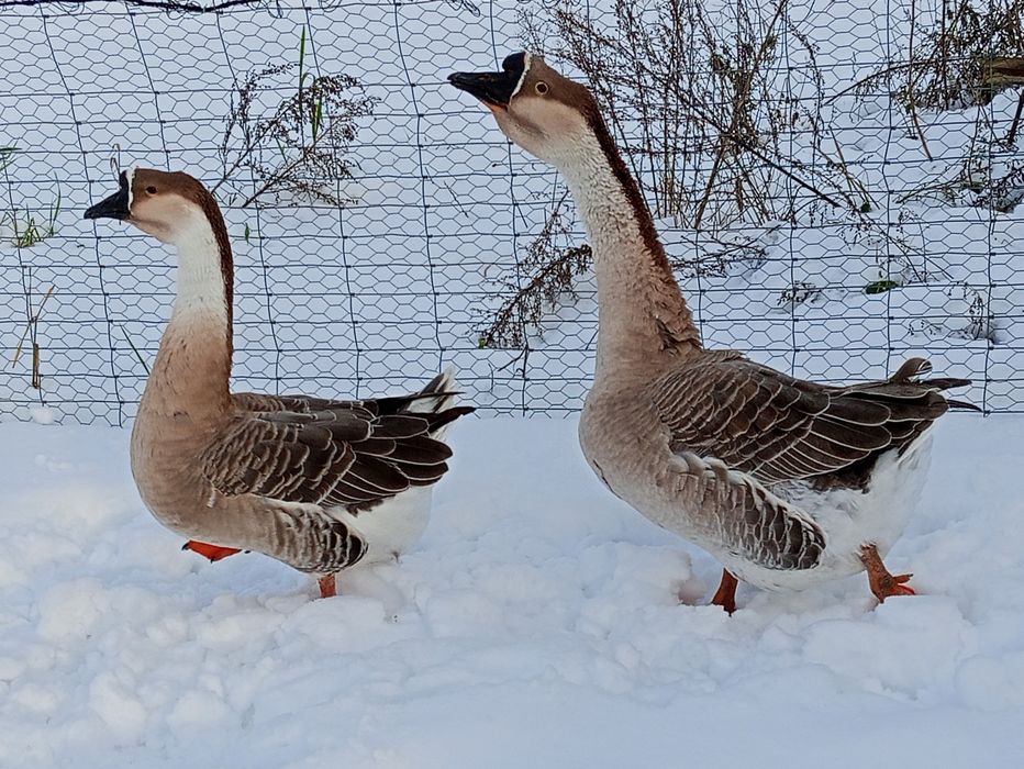 Gęsi, gołębie, króliki