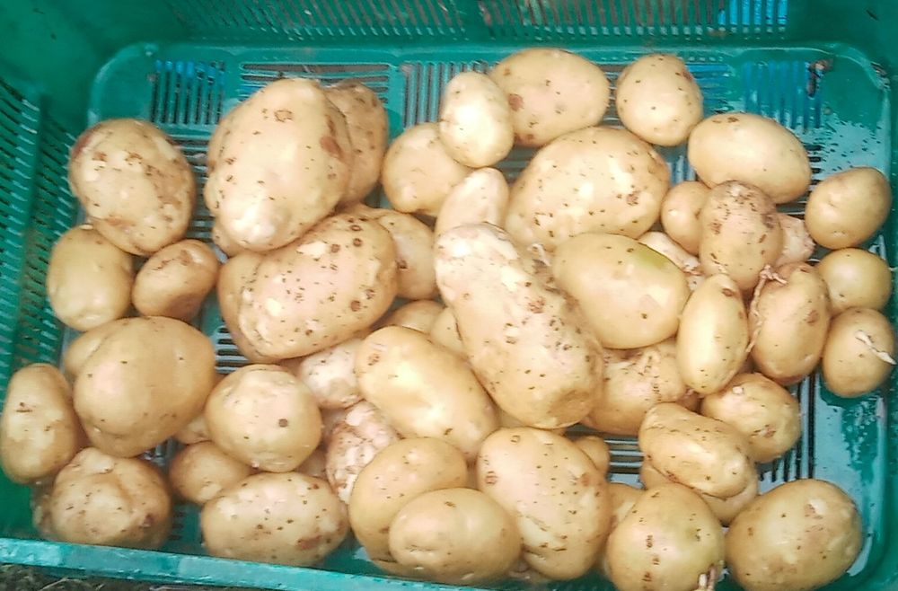 Ziemniaki owacja Jurek Ricarda