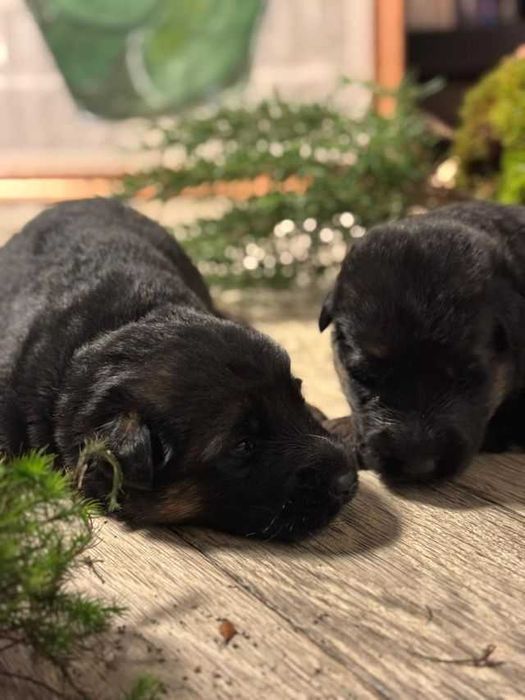 Owczarek niemiecki krótkowłosy ZKwP/FCI pies/suczka