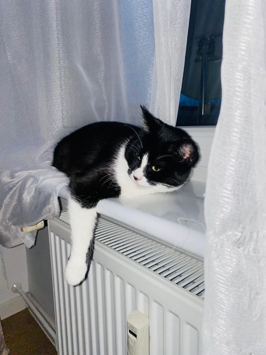 Zaginęła kotka w Chojnicach