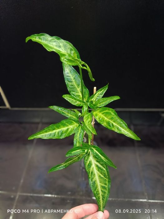 Сингоніум вушкуватий