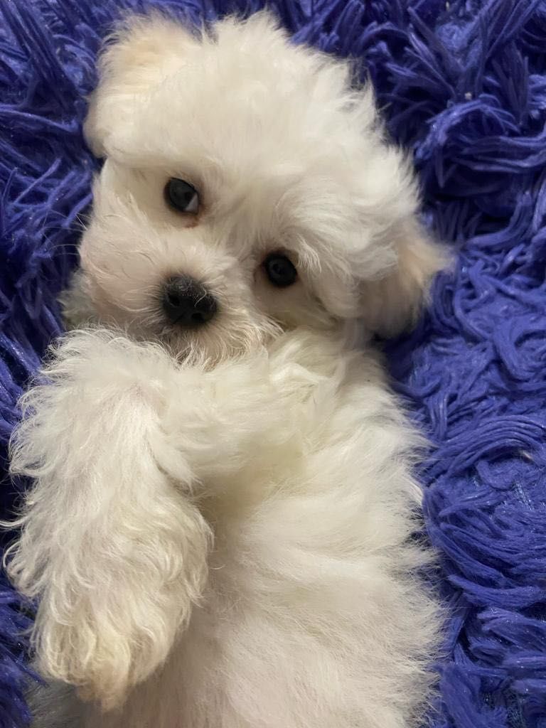 Bichon Maltes disponivel para alegrar uma familia