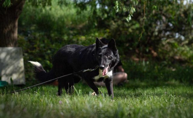 Domino 4 lata mix border collie