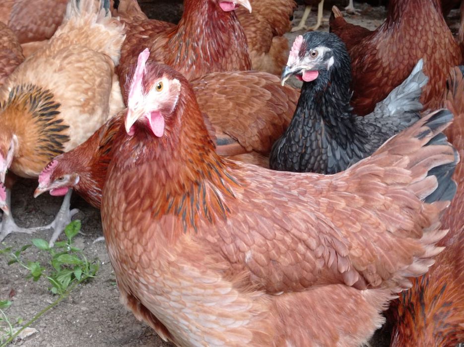 Rossa młode kurki  Rosa kokoszki leghorn  zielononóżki