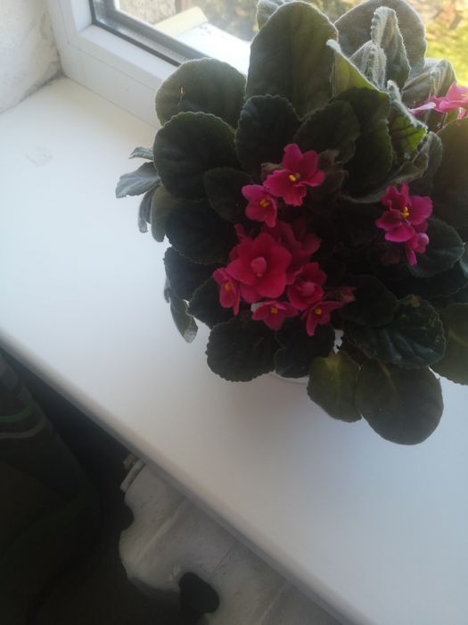 Продам фіалку рожеву