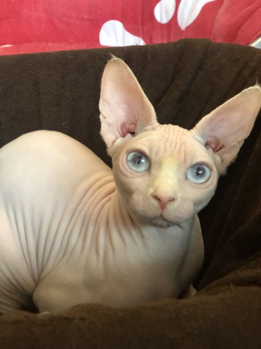 Белая девочка сфинкс