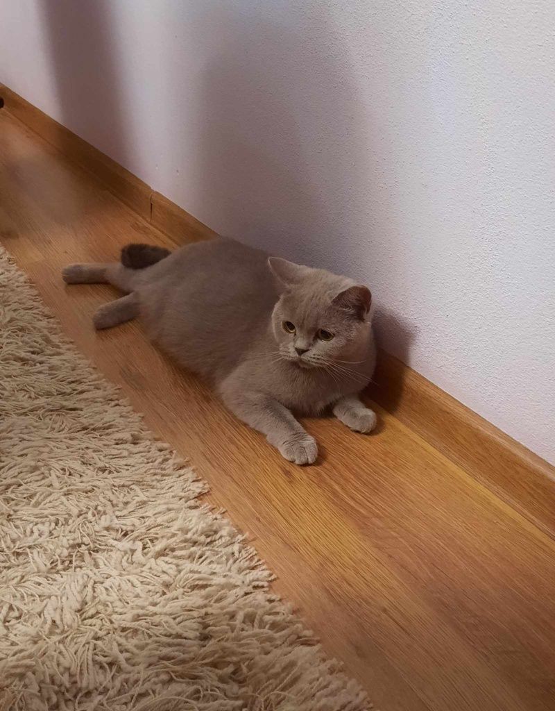 Kotek Brytyjski Niebieski I Liliowy