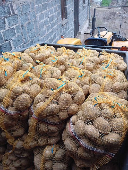 Ziemniaki jadalne Soraya