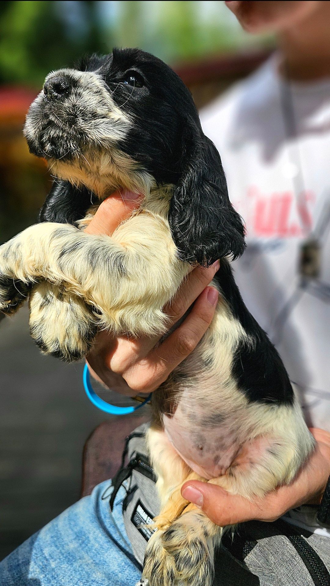 Cocker Spaniel Angielski - suczka Blue Roan, rodowód