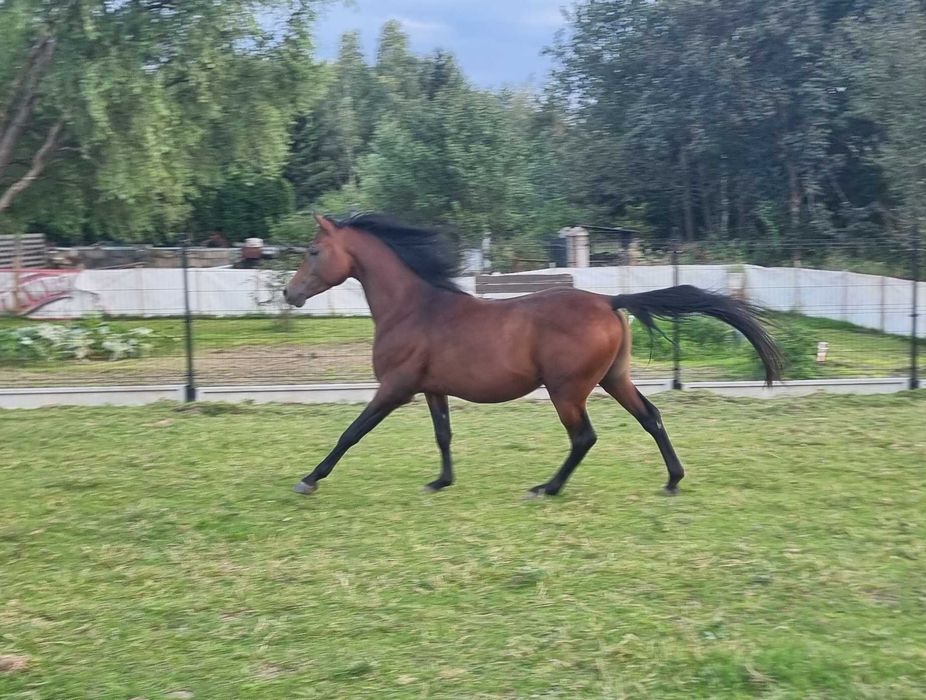 Wyjątkowy ogier arabski -  wnuk multichampiona Marajja