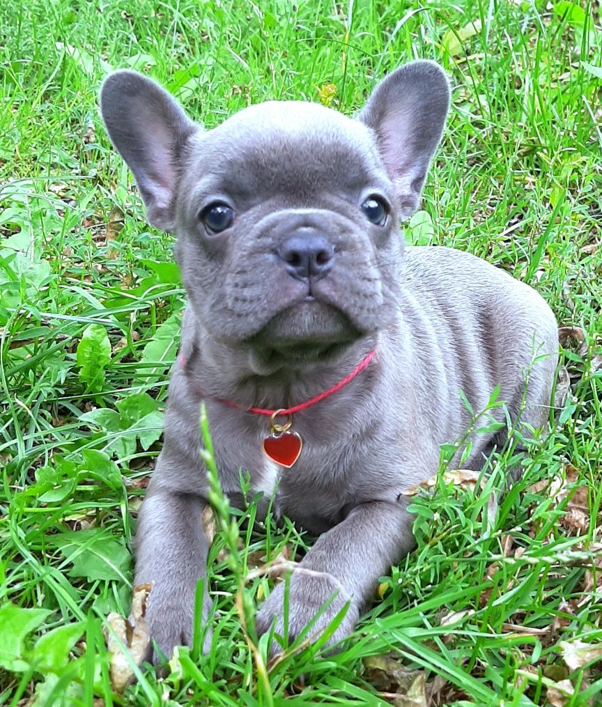 Buldog francuski dziewczynka