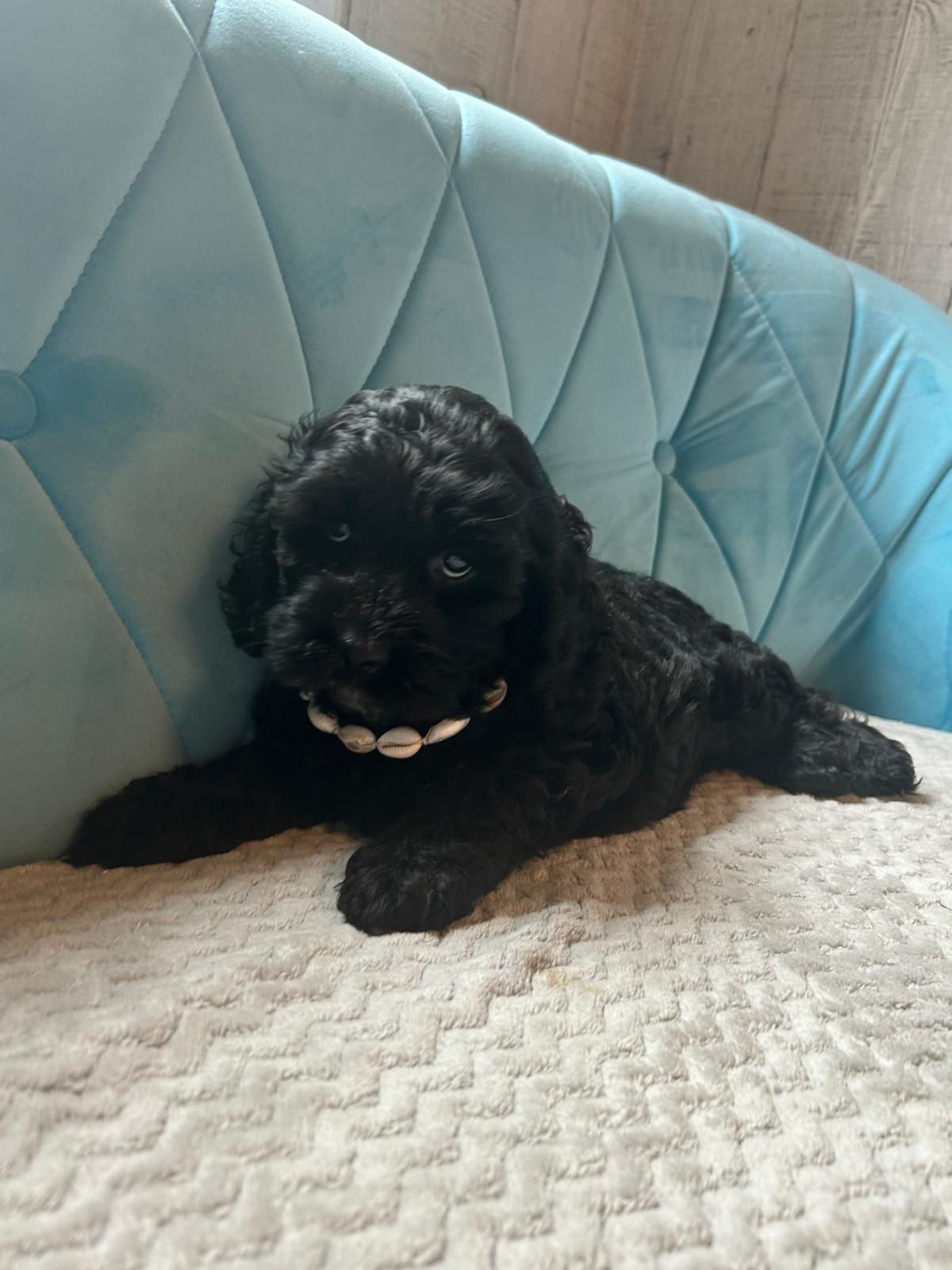 Shihpoo piesek samczyk