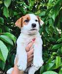 Jack Russell Terrier- szczeniak
