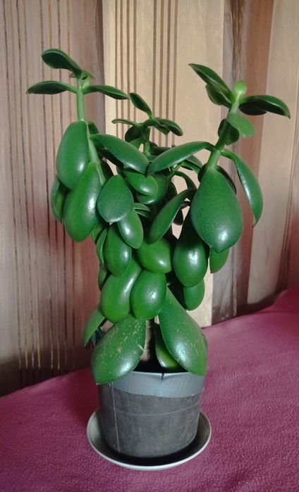 Денежное дерево, толстянка