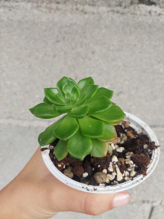 [Planta] Suculenta Sedeveria letizia