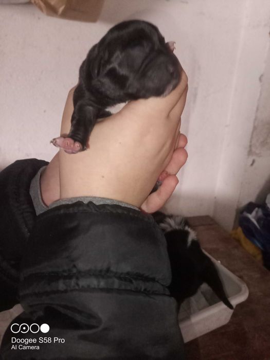 Oddam pieski pieska szczeniaki szczeniaka