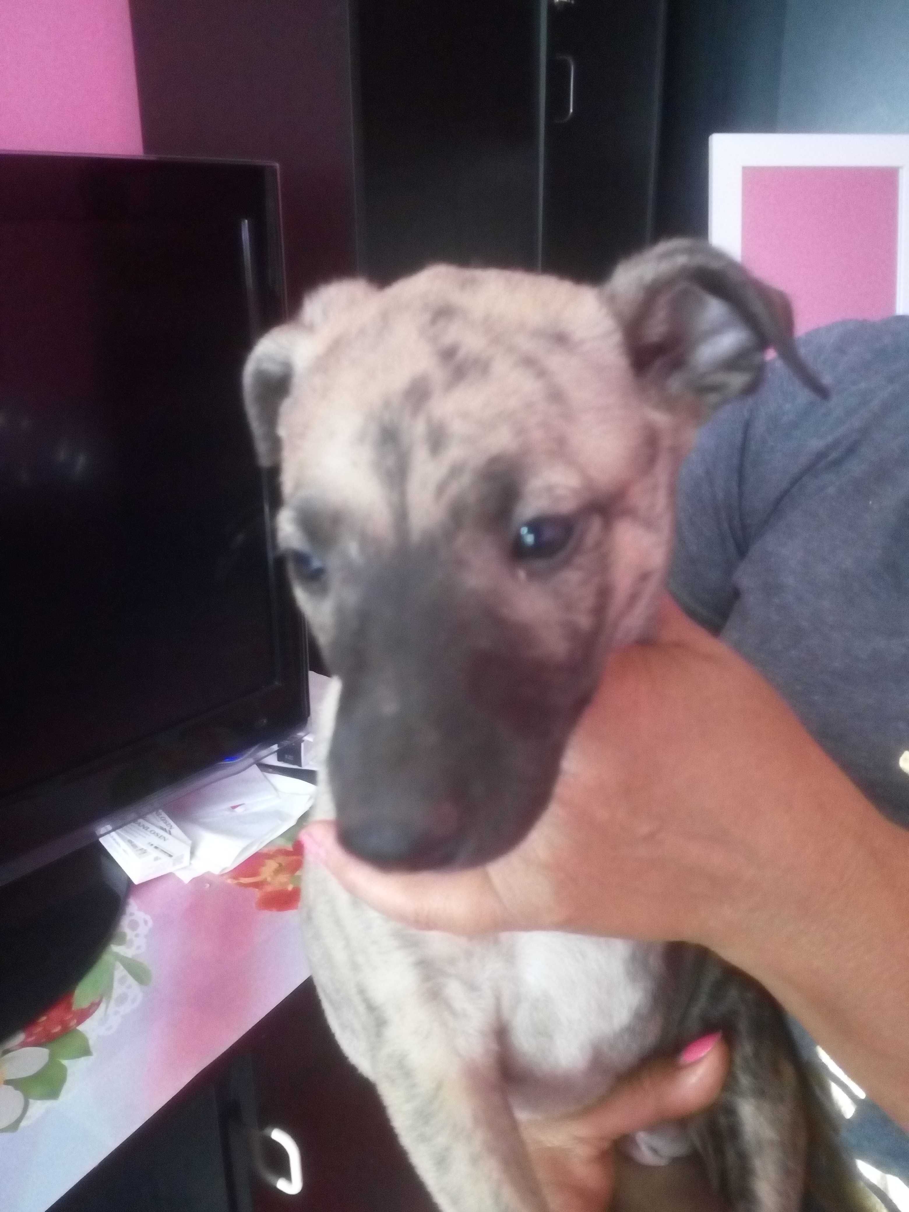 Chart Angielski Whippet   piesek