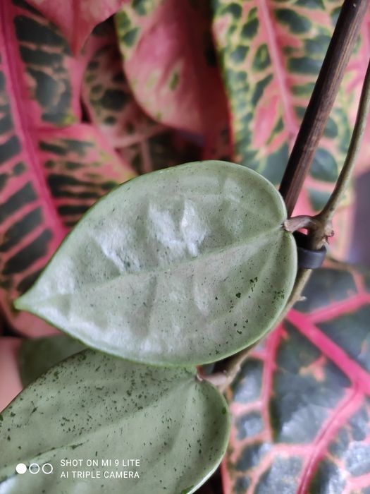 Hoya verticilata silver heart