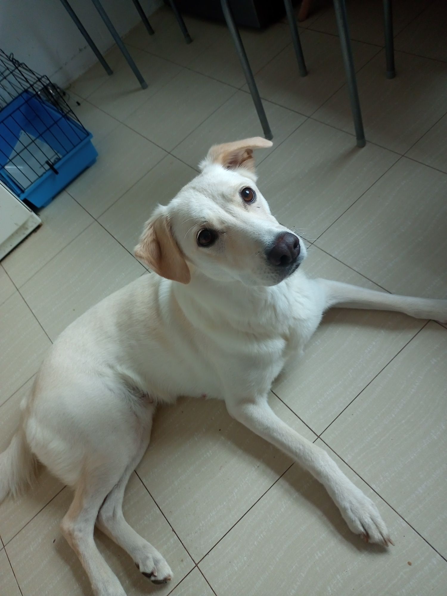 Labrador    suka