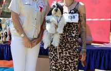 Pies szczeniak Shih Tzu 6miesiecy śliczny ZKWP