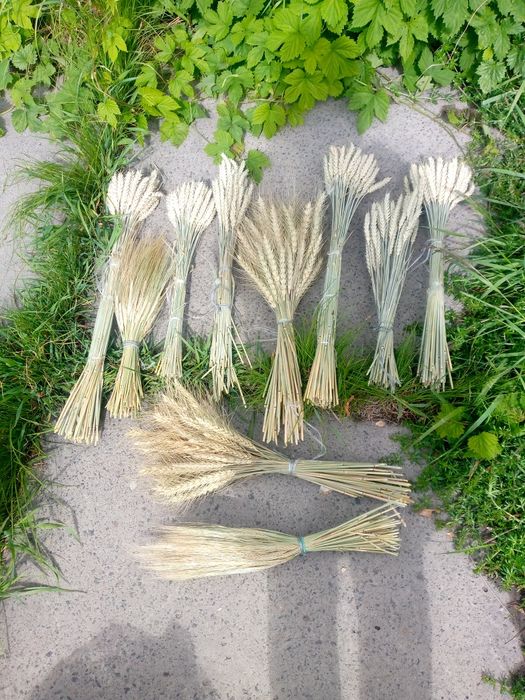 Колоски пшениці, букет пшениці, ячмінь