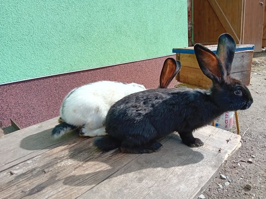 Króliki samiec srokacz