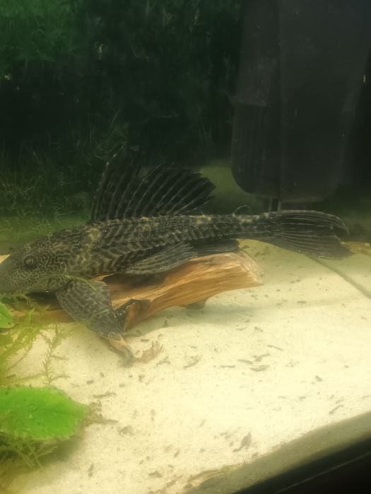 zbrojnik 20 cm pleco i gibi
