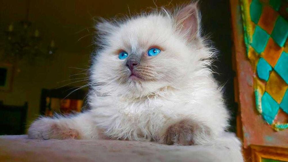 Ragdoll WCF/PZF -rodowód/badania genetyczne odbioru od 24.X.25