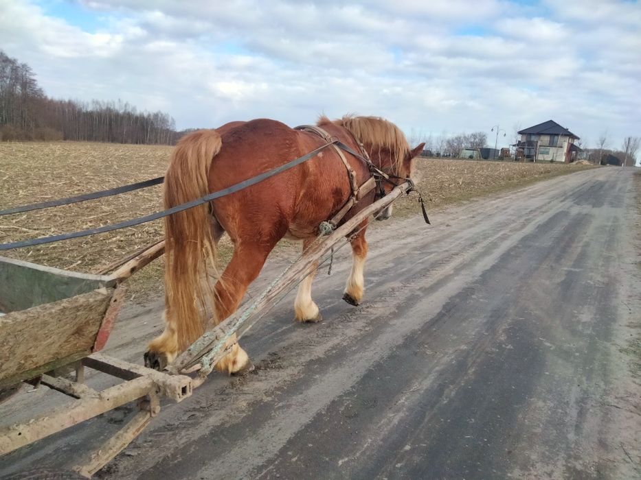 Sprzedam źrebówke 20 miesięczna