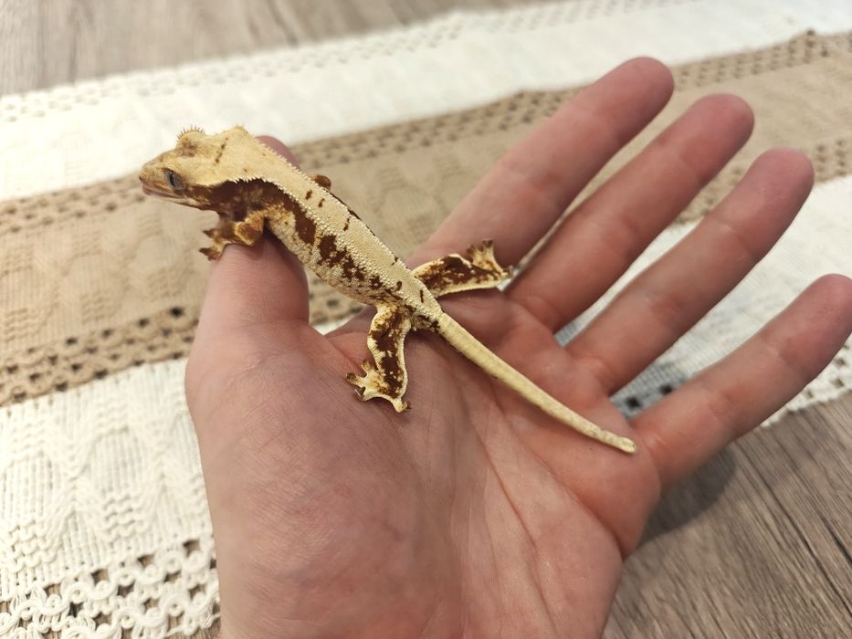 Gekon orzęsiony red/lilly white 20g samczyk WeedGeckos