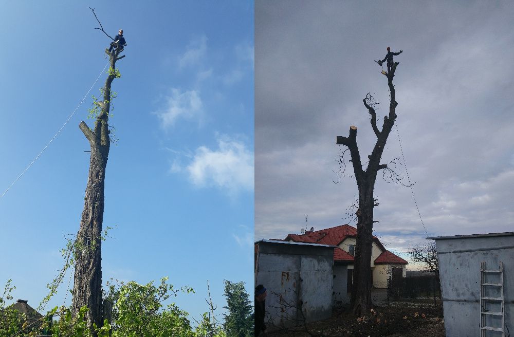 !! Wycinka drzew, przycinka, mycie elewacji, dachów  !!!
