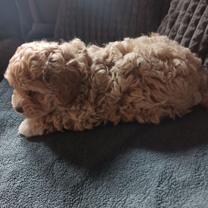 Maltipoo F1-chłopczyk*małopolska