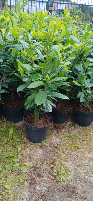 Laurowiśnia novita 60-90 cm , cena 25 zl