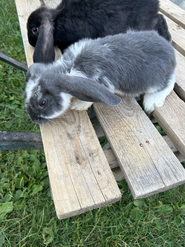 Baranki francuskie