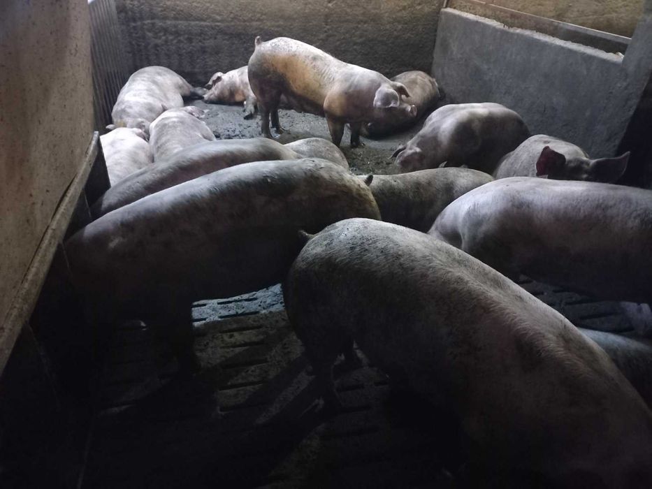 Продам свиней живою вагою