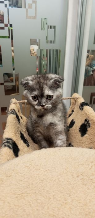 Шотландская вислоухая девочка