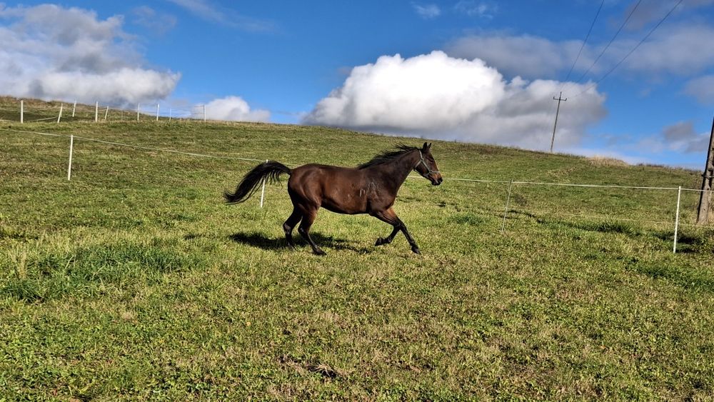 Sprzedam klacz 3.5 roku