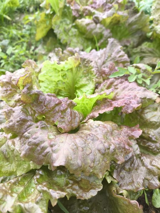 Alfaces verdes e roxas