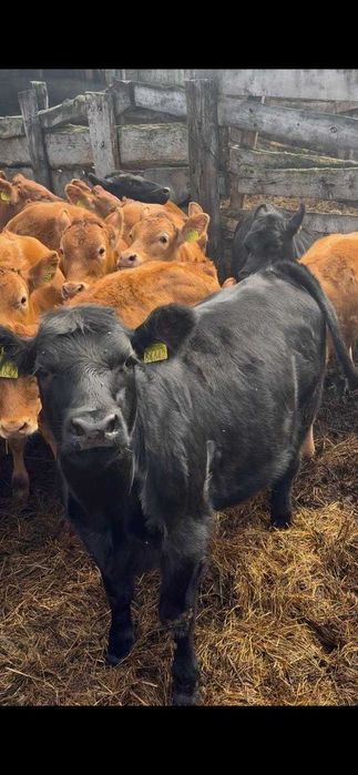 Odsadki jałówki Angus Limousine