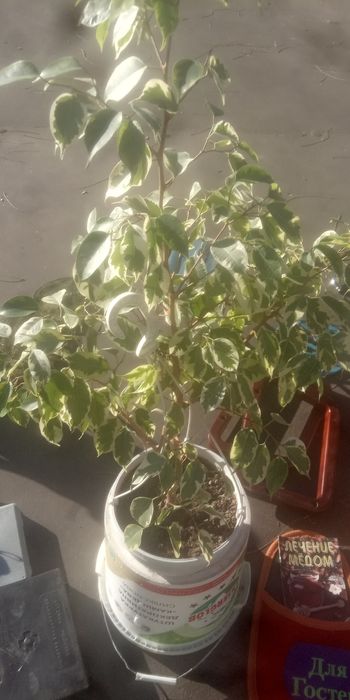 Фикус Бенжамина красавчик