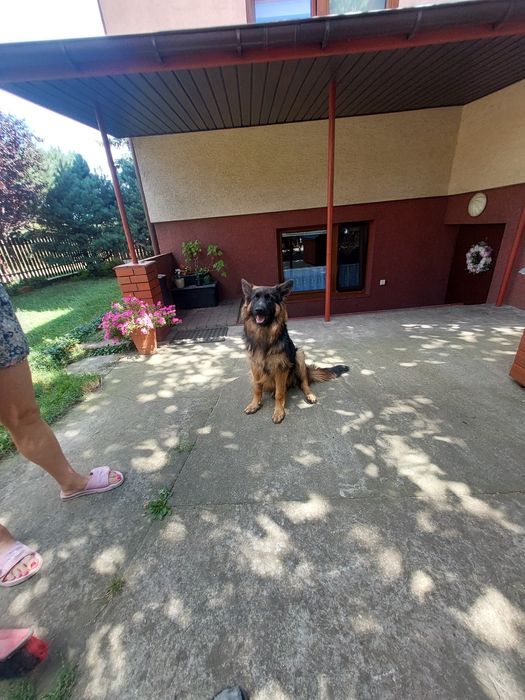 Zaginęła suczka owczarek długowłosy