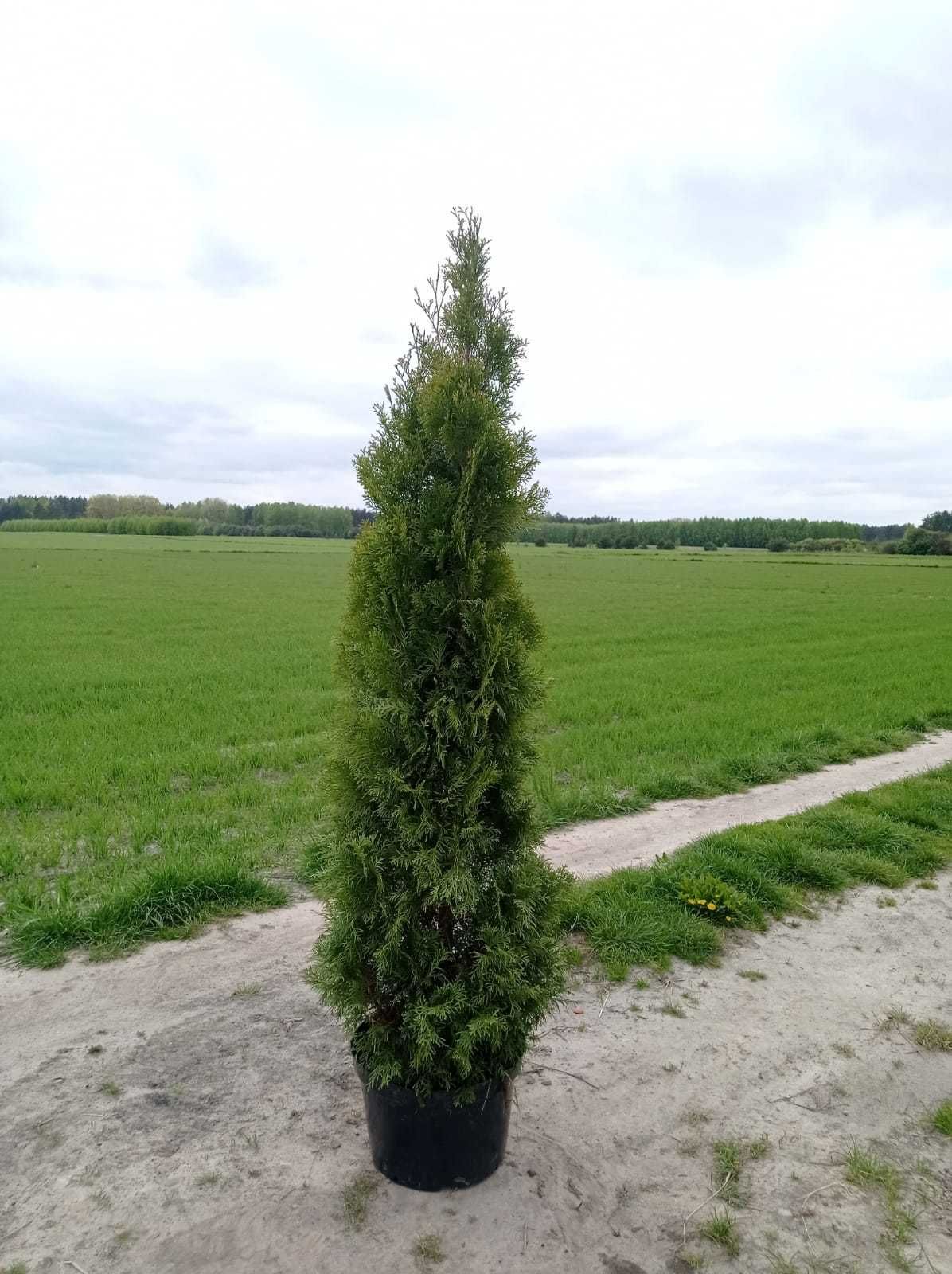 thuja tuje szmaragd od 50cm - hurt i detal - gęste