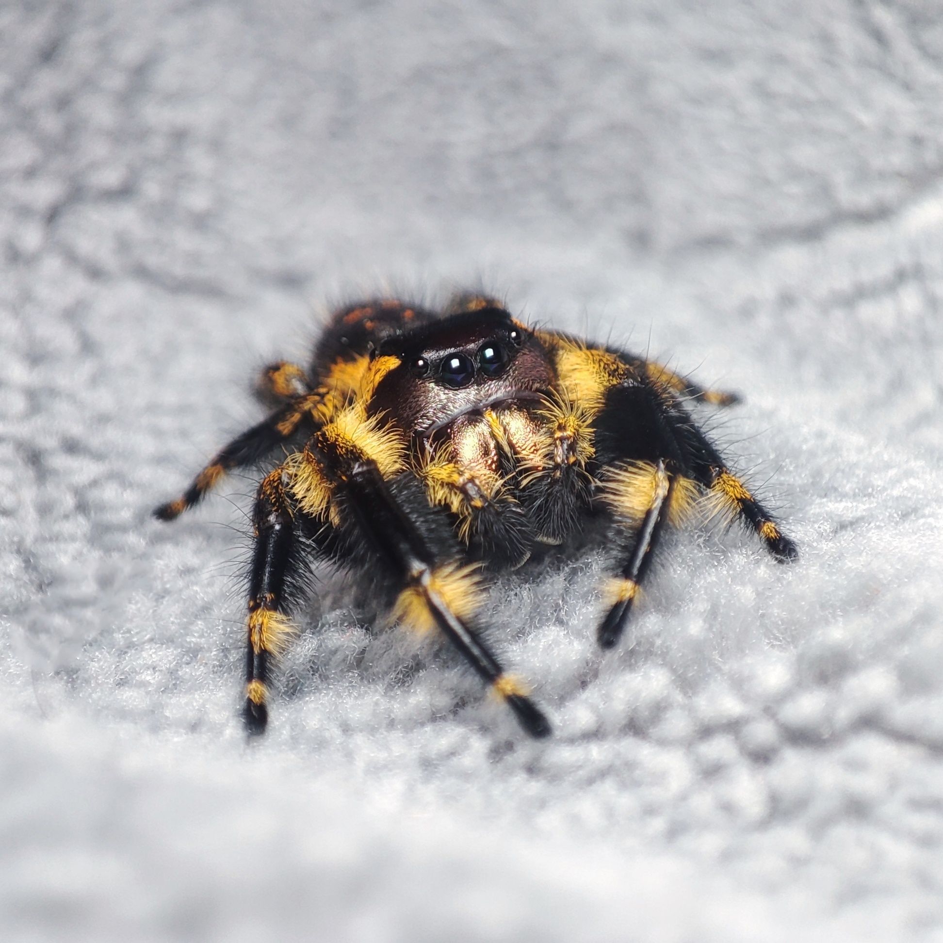 Skakun / Phidippus Otiosus L5