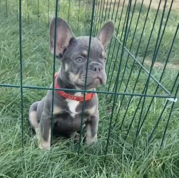 Девочка мини типаж! Шикарный окрас лилак тан