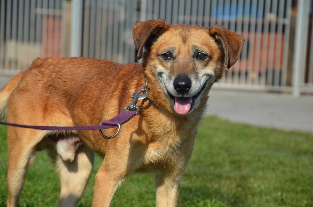 Średni, uroczy, kochany – Czaruś czeka, by rozkochać Cię w sobie