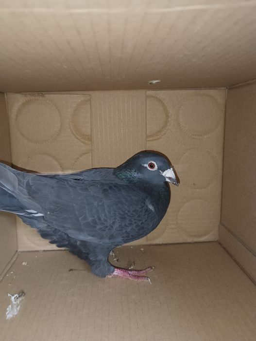 Pombos correios para venda devidamente anilhados com os respectivos ca