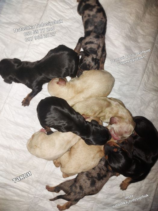 Собачки такси білі, кремові, мрамор, класика