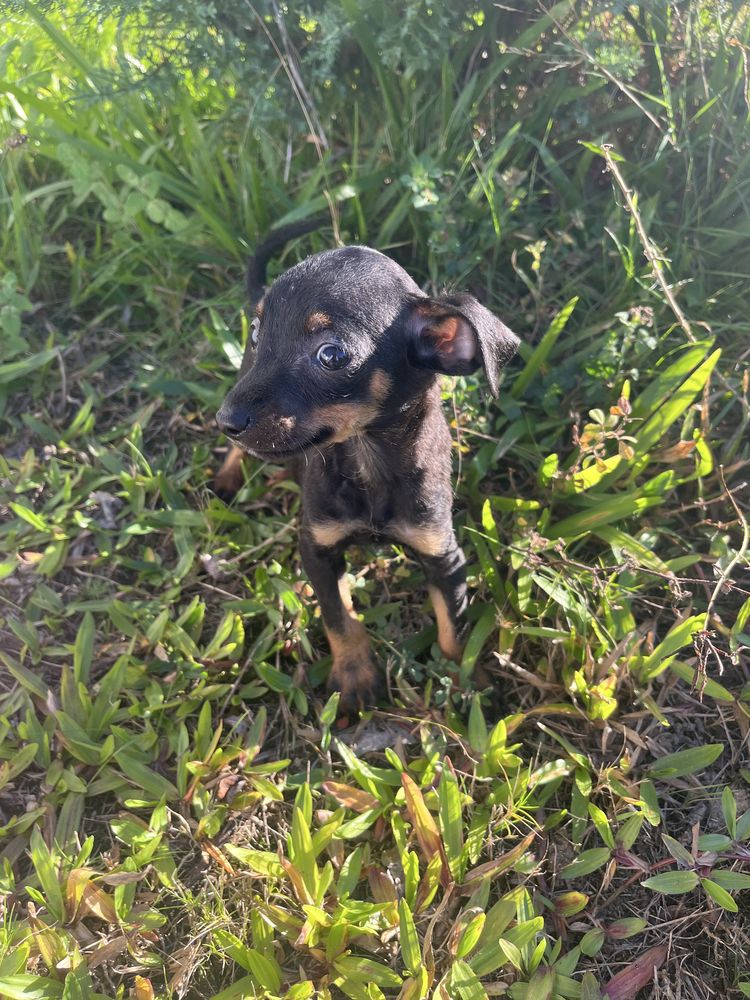 Menino pinscher miniatura