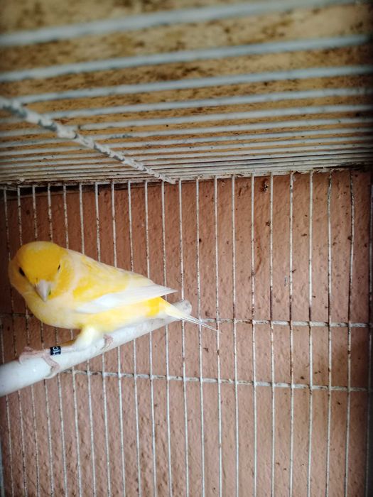 Canários machos 2025 (2 Canárias)